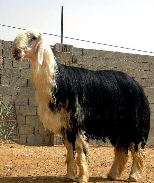 Oaie din Arabia Najdi - Rase de oi si capre poze deosebite-12