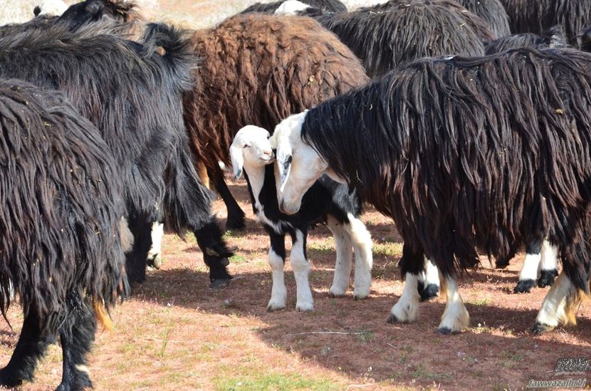 Oi din Arabia Saudita