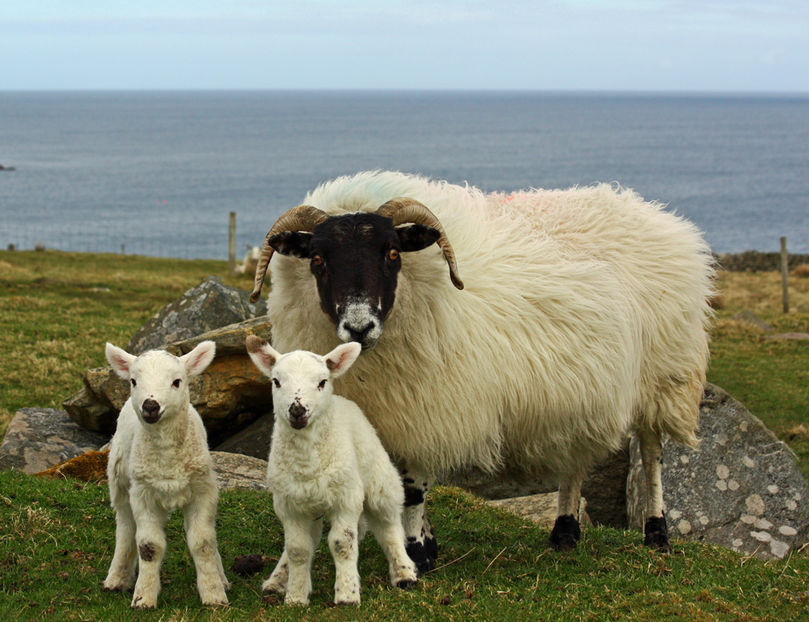 Oita Dartmoor Scotch Blackface cu doi miei-4 - Rase de oi si capre poze deosebite-12