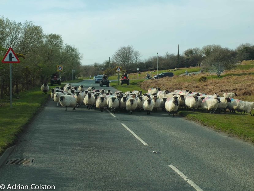 Vin oitele Dartmoor Scotch de la pascut