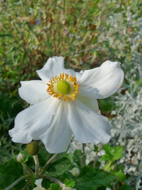 P2020673 - 2016 - 03 - Toamna