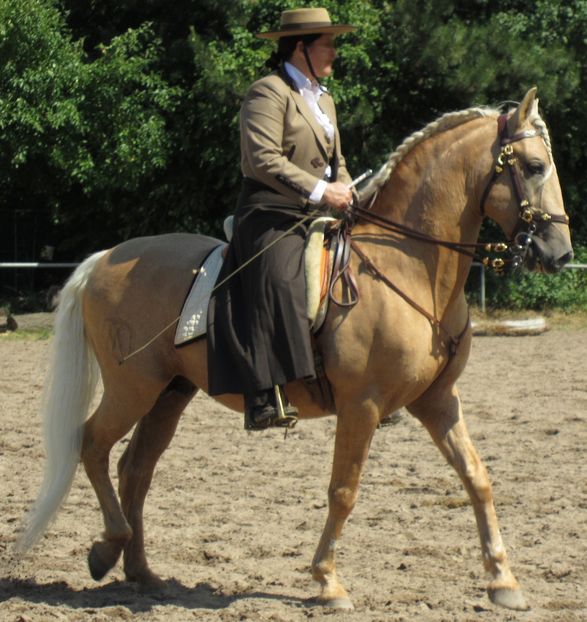Lusitano Palomino