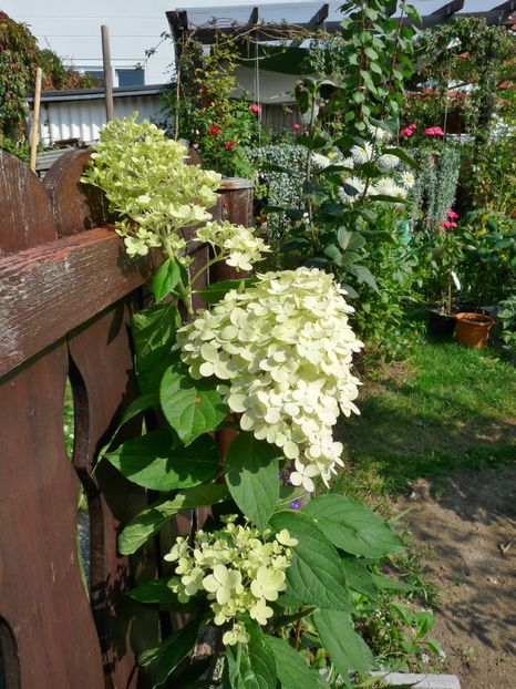 P2020745 - 2016 - 03 - Toamna