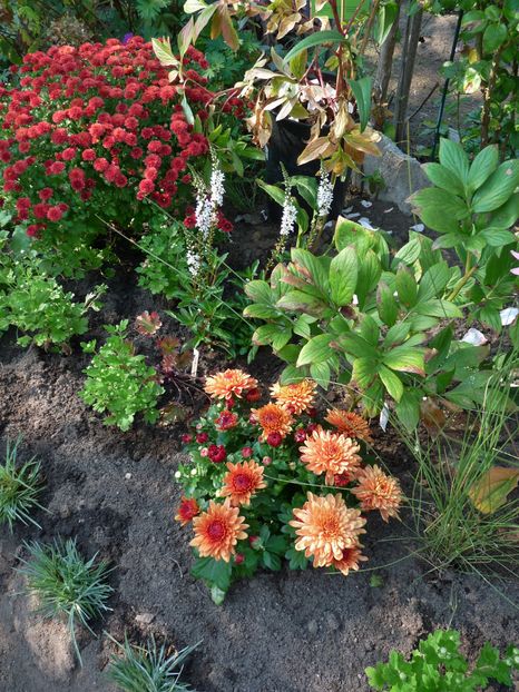 P2020804 - 2016 - 03 - Toamna