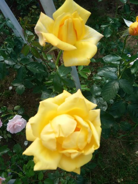  - TRANDAFIRI - schimb sau vand