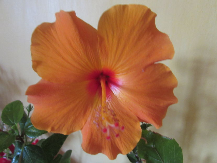 Kim-toamna - Hibiscusi 2016