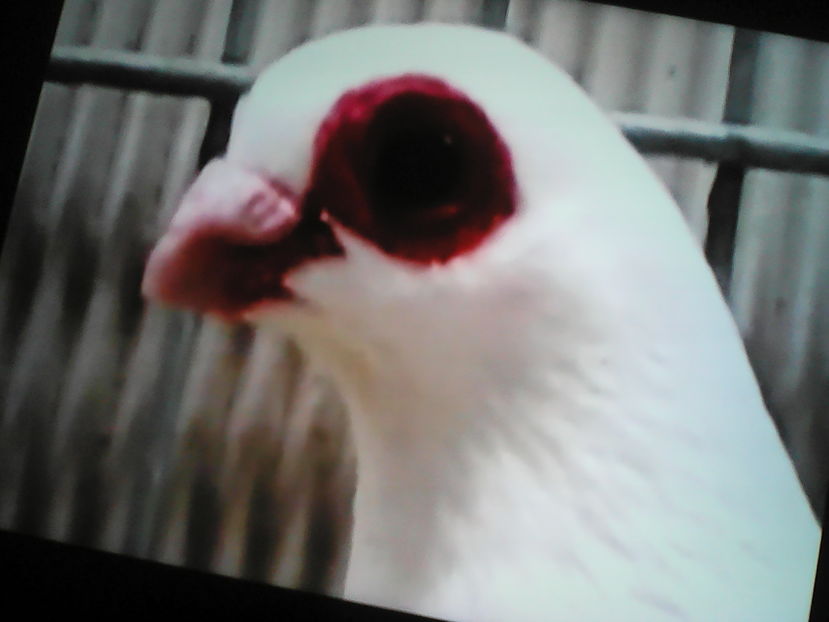 RAZA LA FRESCA  SPANIA