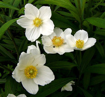 anemone_sylvestris Royalgarden - 00 Achizitii 2016