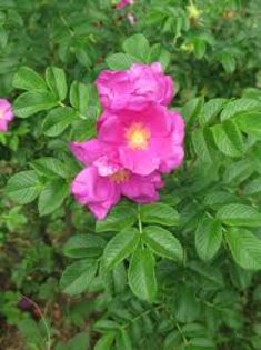 rosa rugosa Royal plant