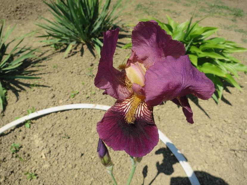  - Identificare iris