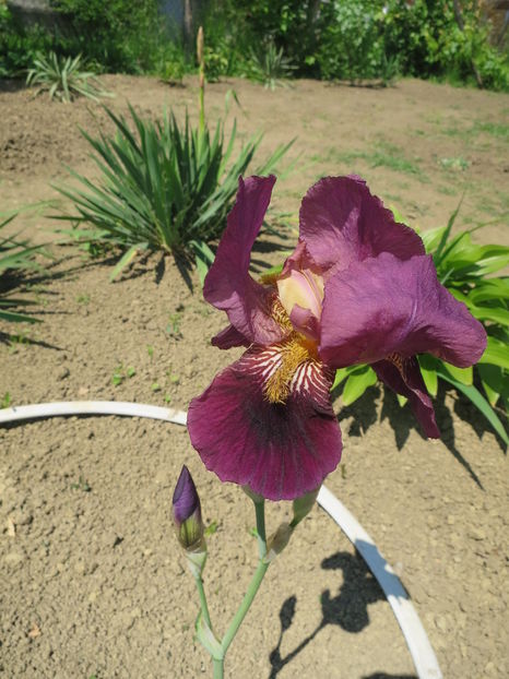  - Identificare iris