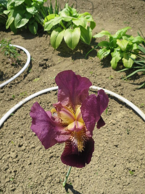  - Identificare iris