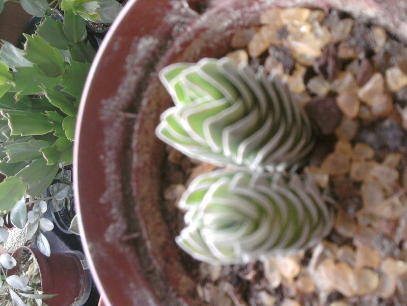 crasula budha