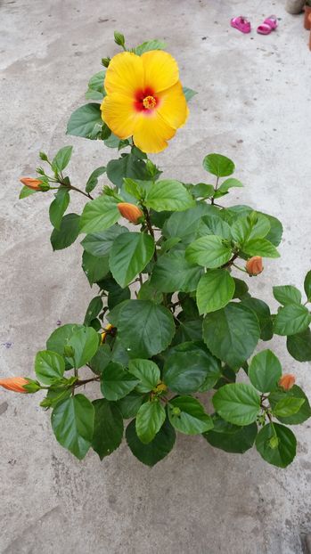  - hibiscus