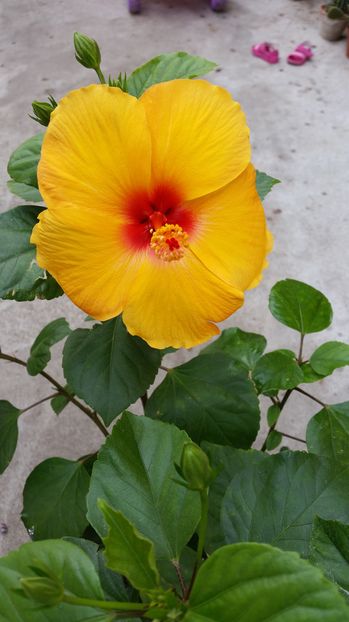  - hibiscus
