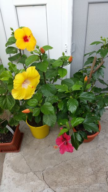  - hibiscus