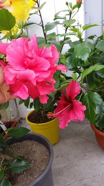  - hibiscus