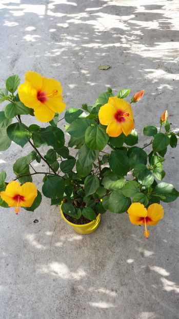 - hibiscus