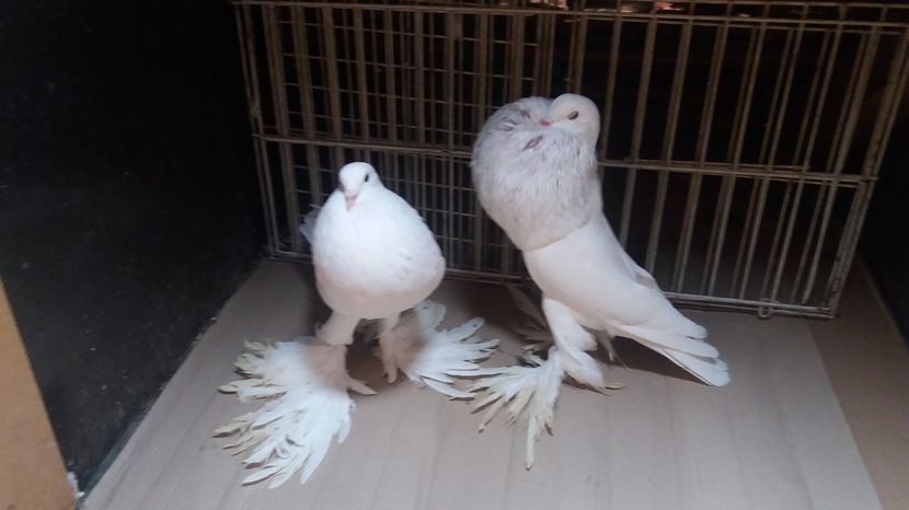  - GUSATI DE POMERANIA DE VANZARE 0744230652