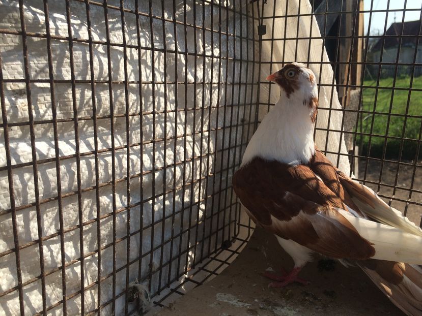 12215  femelă  2016