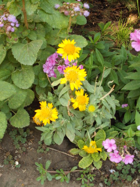 gaillardia - Plante de gradina