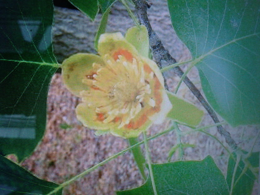 liriodendron 1,8m-100lei