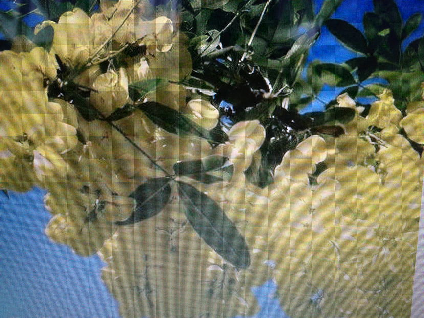 salcam galben 1-1,8m =25-50lei