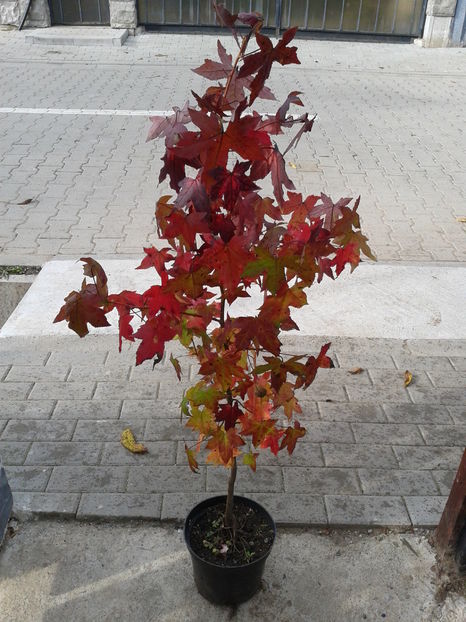 liquidambar 1,5m=100lei