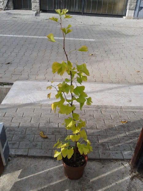 ginkgo biloba 1,3m=100lei