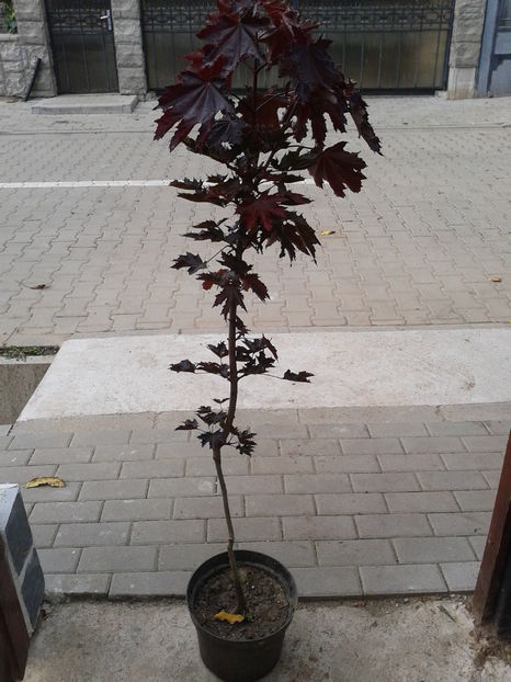 artar canadian 1,5m=100lei