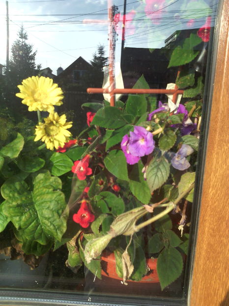 flori prin geam - 01-Flori din curtea mea 2016