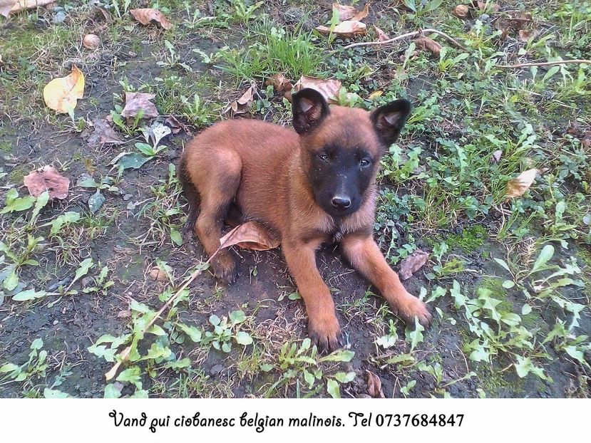 received_10207598720348610 - Malinois