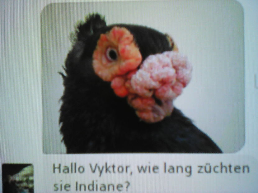  - B E R B E R I  ---    BARBS  PIGEONS