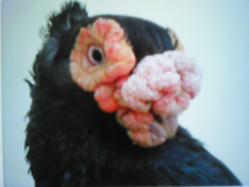  - B E R B E R I  ---    BARBS  PIGEONS