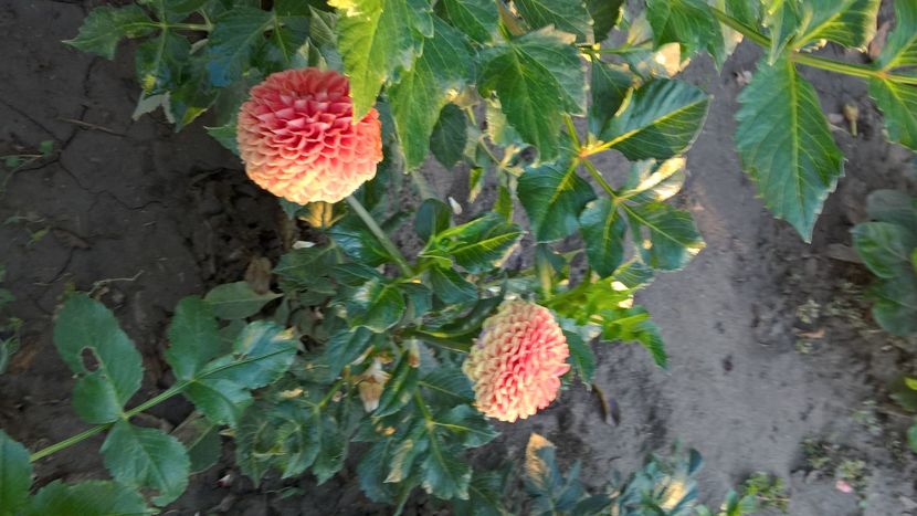 IMG-20160922-WA0005