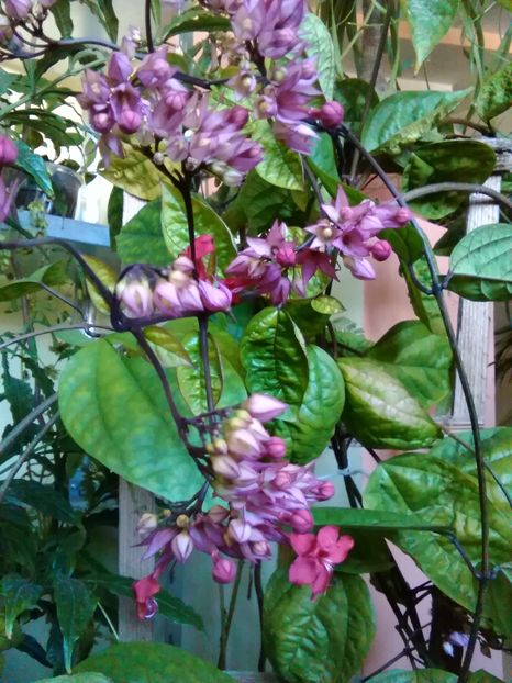 clero splendens - Flori 2016