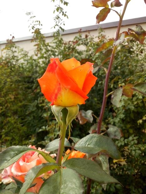 14556534_1041139599365867_8751184031980002860_o - 0 TRANDAFIRI 2016