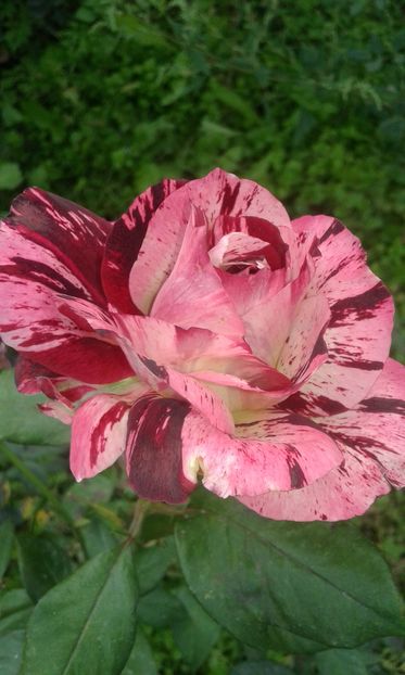  - INCEPUT DE OCTOMBRIE IN GRADINA NOASTRA