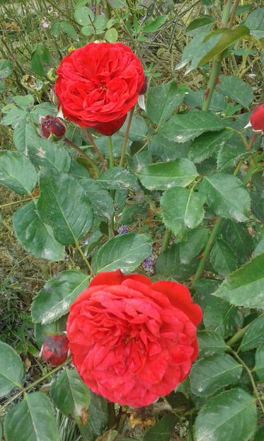  - INCEPUT DE OCTOMBRIE IN GRADINA NOASTRA