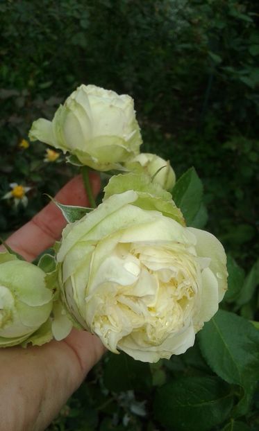  - INCEPUT DE OCTOMBRIE IN GRADINA NOASTRA