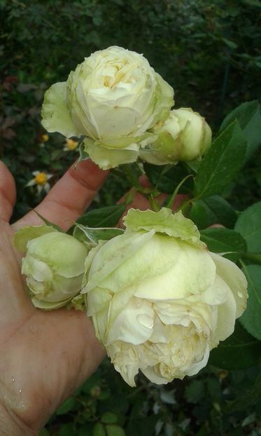  - INCEPUT DE OCTOMBRIE IN GRADINA NOASTRA