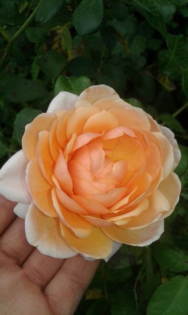  - INCEPUT DE OCTOMBRIE IN GRADINA NOASTRA