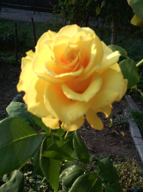  - 01-Flori din curtea mea 2016