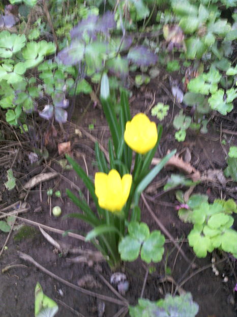  - 01-Flori din curtea mea 2016