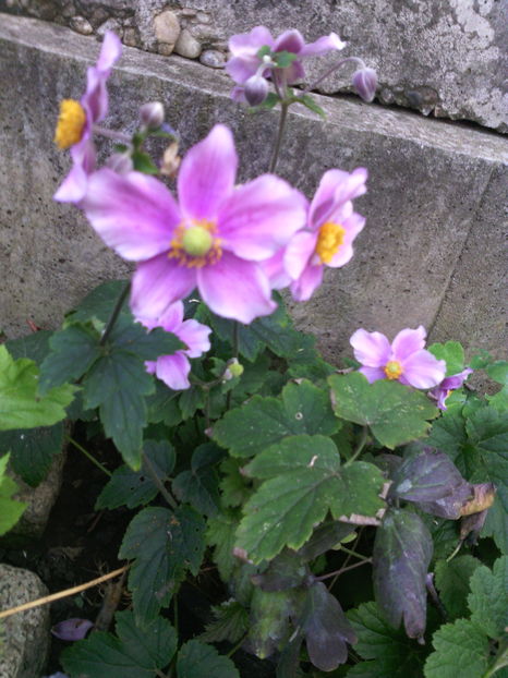  - 01-Flori din curtea mea 2016