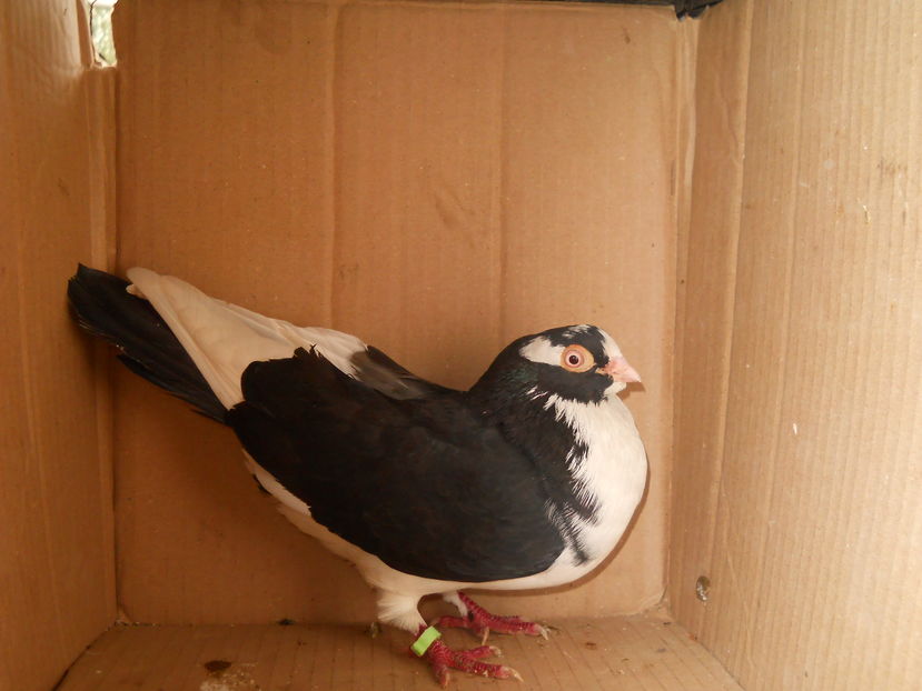 cazator - porumbei galateni pe negru