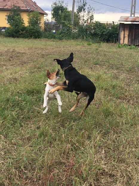  - 1----Copoi ardelenesc