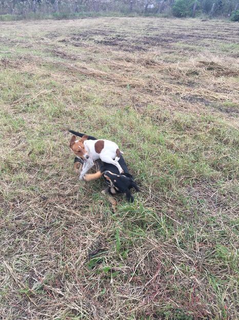  - 1----Copoi ardelenesc