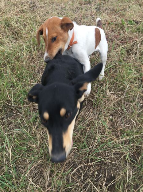  - 1----Copoi ardelenesc