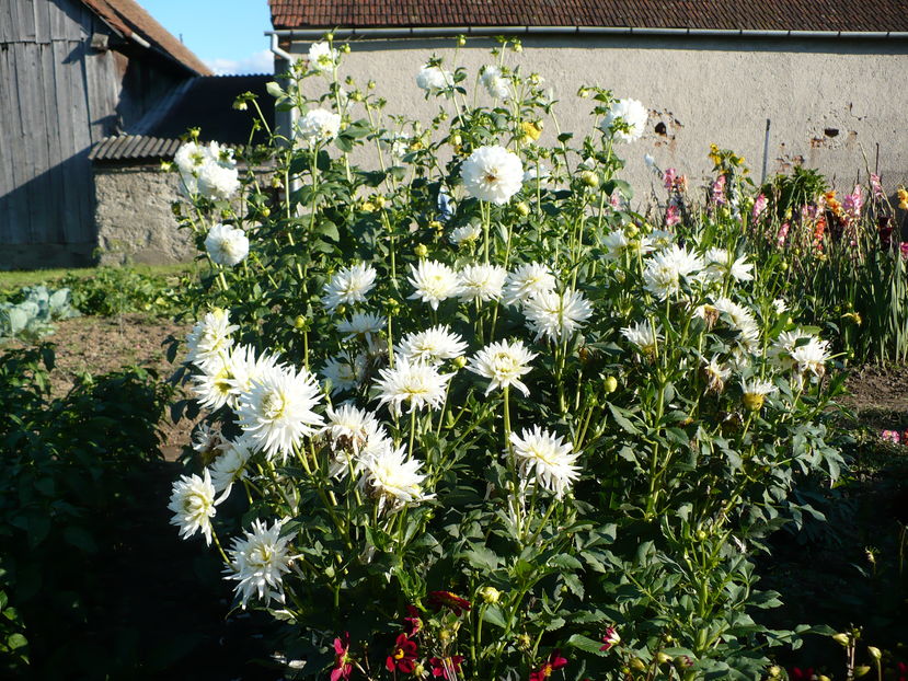 My love in plan apropiat